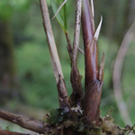 Festuca altissima - Wald-Schwingel