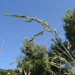 Festuca arundinacea - Rohr-Schwingel