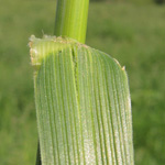 Festuca arundinacea - Rohr-Schwingel