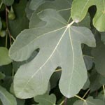 Ficus carica - Feigenbaum