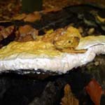 Fomitopsis pinicola - Rotrandiger Baumschwamm