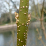 Forsythia x intermedia - Garten-Forsythie
