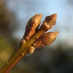Forsythia x intermedia - Garten-Forsythie