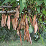 Fraxinus angustifolia - Schmalblättrige Esche