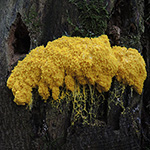 Fuligo septica - Gelbe Lohblüte