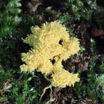 Fuligo septica - Gelbe Lohblüte