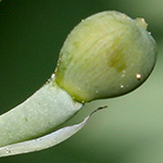 Fumaria capreolata - Rankender Erdrauch