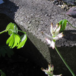 Fumaria capreolata - Rankender Erdrauch
