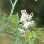 Fumaria parviflora - Kleinblütiger Erdrauch