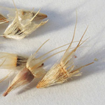 Gaillardia aristata - Prärie-Kokardenblume