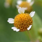 Galinsoga parviflora - Kleinblütiges Franzosenkraut