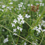 Galium uliginosum - Moor-Labkraut