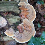 Ganoderma applanatum - Flacher Lackporling