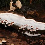 Ganoderma applanatum - Flacher Lackporling