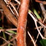 Gaultheria procumbens - Hiederliegende Rebhuhnbeere