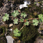 Geranium columbinum - Tauben-Storchschnabel