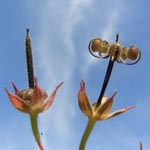 Geranium dissectum - Schlitzblättriger Storchschnabel