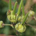 Geranium pratense - Wiesen-Storchschnabel