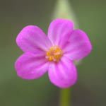 Geranium purpureum - Purpur-Storchschnabel