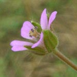 Geranium pusillum - Kleiner Storchschnabel