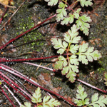 Geranium robertianum - Stinkender Storchschnabel
