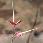 Geranium robertianum - Stinkender Storchschnabel