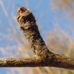 Ginkgo biloba - Fächerblattbaum