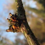 Gleditsia triacanthos - Lederhülsenbaum