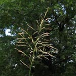 Glyceria maxima - Großer Schwaden