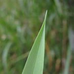 Glyceria maxima - Großer Schwaden
