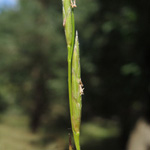 Glyceria notata - Gefalteter Schwaden