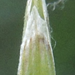 Glyceria notata - Gefalteter Schwaden