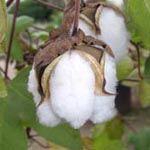 Gossypium herbaceum - Topf-Baumwolle