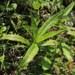 Guizotia abyssinica - Abessinisches Ramtillkraut