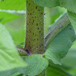 Guizotia scabra subsp. schimperi - Schimpers Ramtillkraut