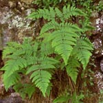 Gymnocarpium robertianum - Ruprechtsfarn