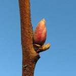 Halesia carolina - Carolina-Schneeglöckchenbaum