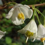 Halesia caroliniana - Schneeglöckchen-Strauch