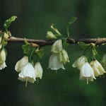 Halesia caroliniana - Schneeglöckchen-Strauch