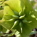 Helleborus niger - Christrose