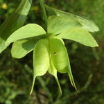 Helleborus viridis - Grüne Nieswurz