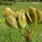 Heracleum sphondylium - Wiesen-Bärenklau