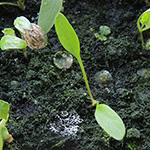 Heracleum sphondylium - Wiesen-Bärenklau