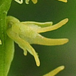 Herminium monorchis - Einknollige Honigorchis