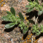 Herniaria hirsuta - Rauhaariges Bruchkraut