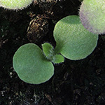 Hesperis matronalis - Nachtviole