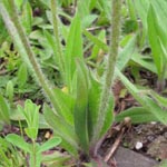 Hieracium caespitosum - Wiesen-Habichtskraut