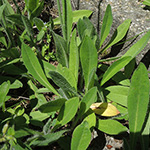 Hieracium caespitosum - Wiesen-Habichtskraut ssp. collinforme