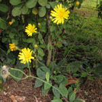 Crepis paludosa - Sumpf-Pippau