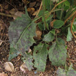 Hieracium glaucinum ssp. similatum - Frühblühendes Habichtskraut